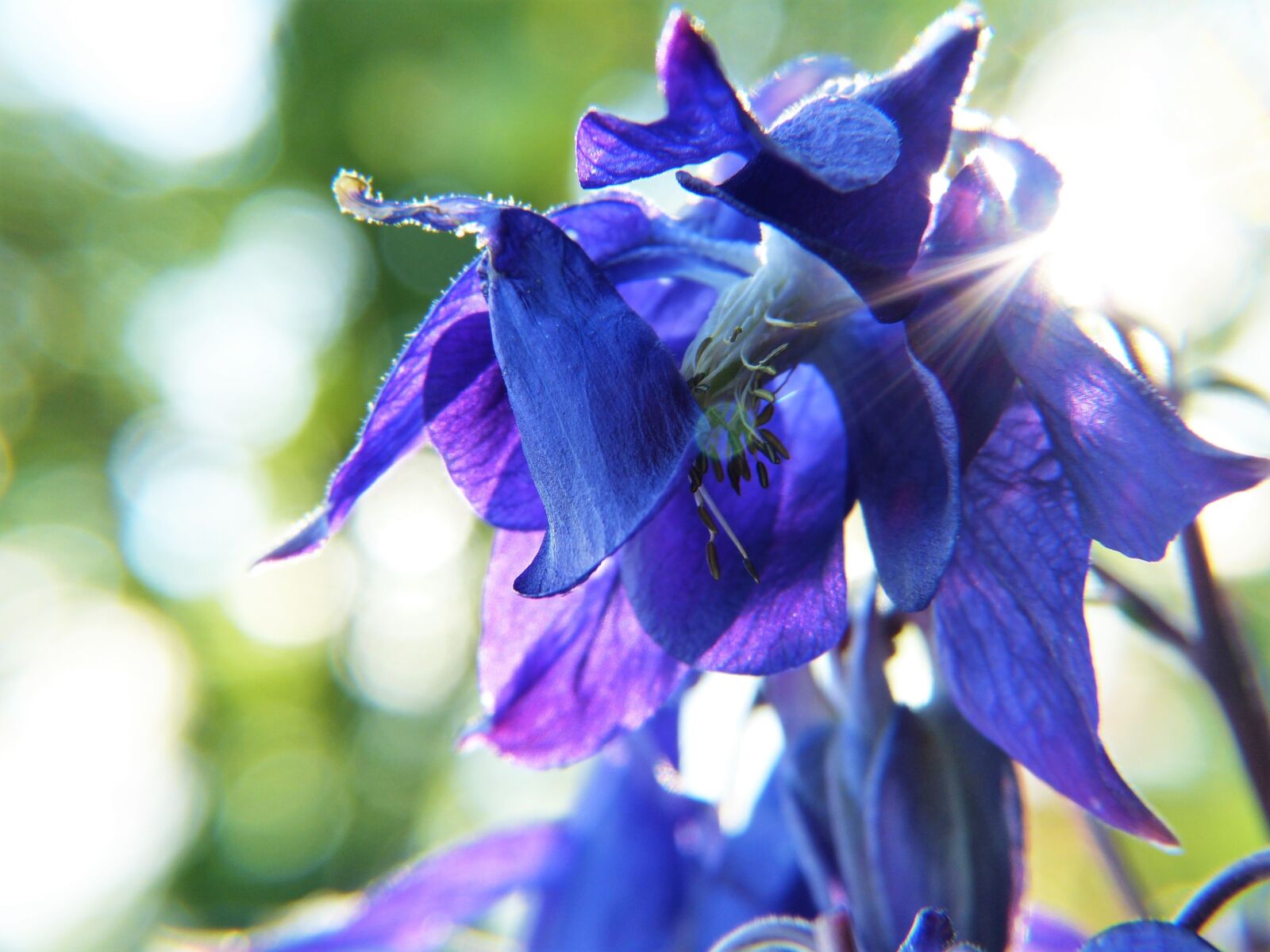 Panasonic Lumix DMC-FZ150 sample photo. Columbine, blue, blossom photography