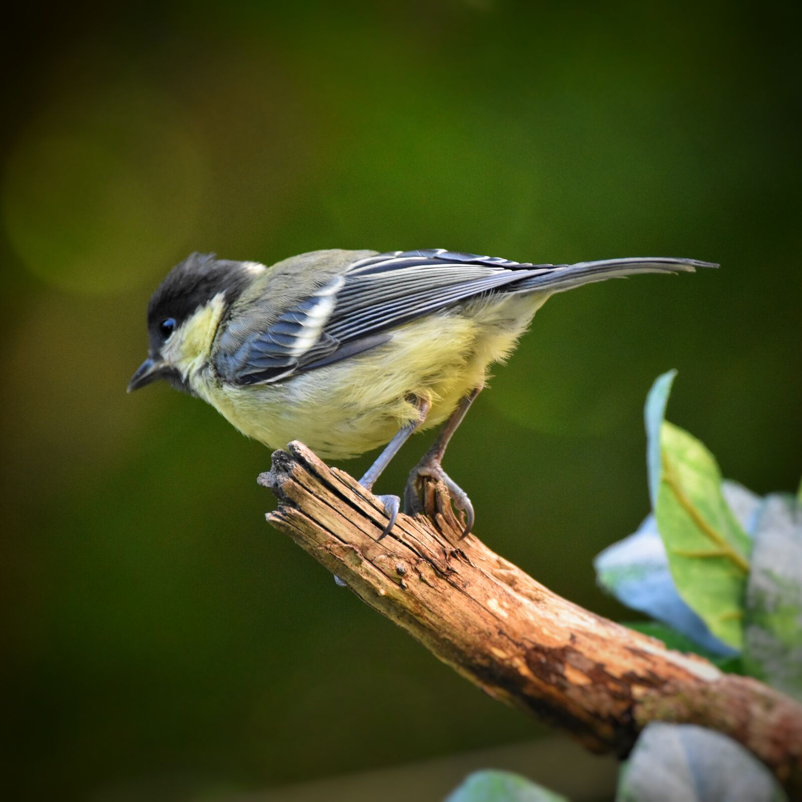 Nikon D3500 sample photo. Tit, bird, nature photography