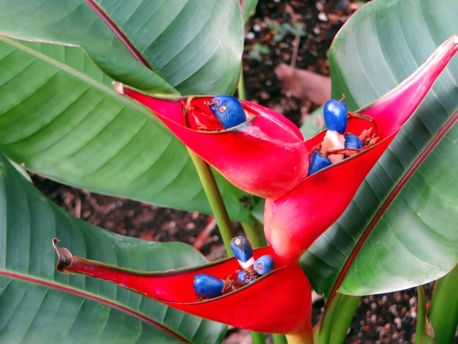 Canon PowerShot SX270 HS sample photo. Red flower, exotic, seeds photography