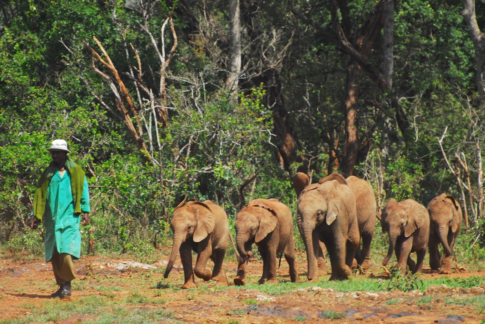 Nikon D200 sample photo. Baby elephants, march, nairobi photography