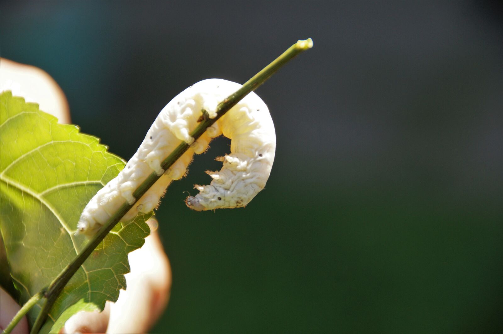 Sony SLT-A58 sample photo. Silkworm, mulberry, silk photography