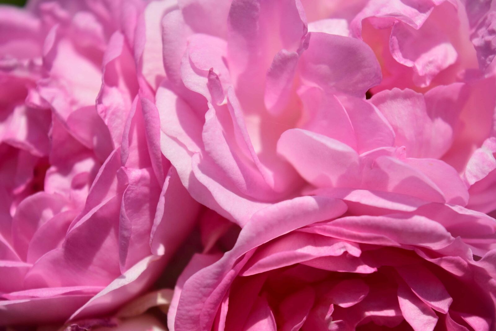 Nikon D3300 sample photo. Flora, beautiful, nature, flower photography