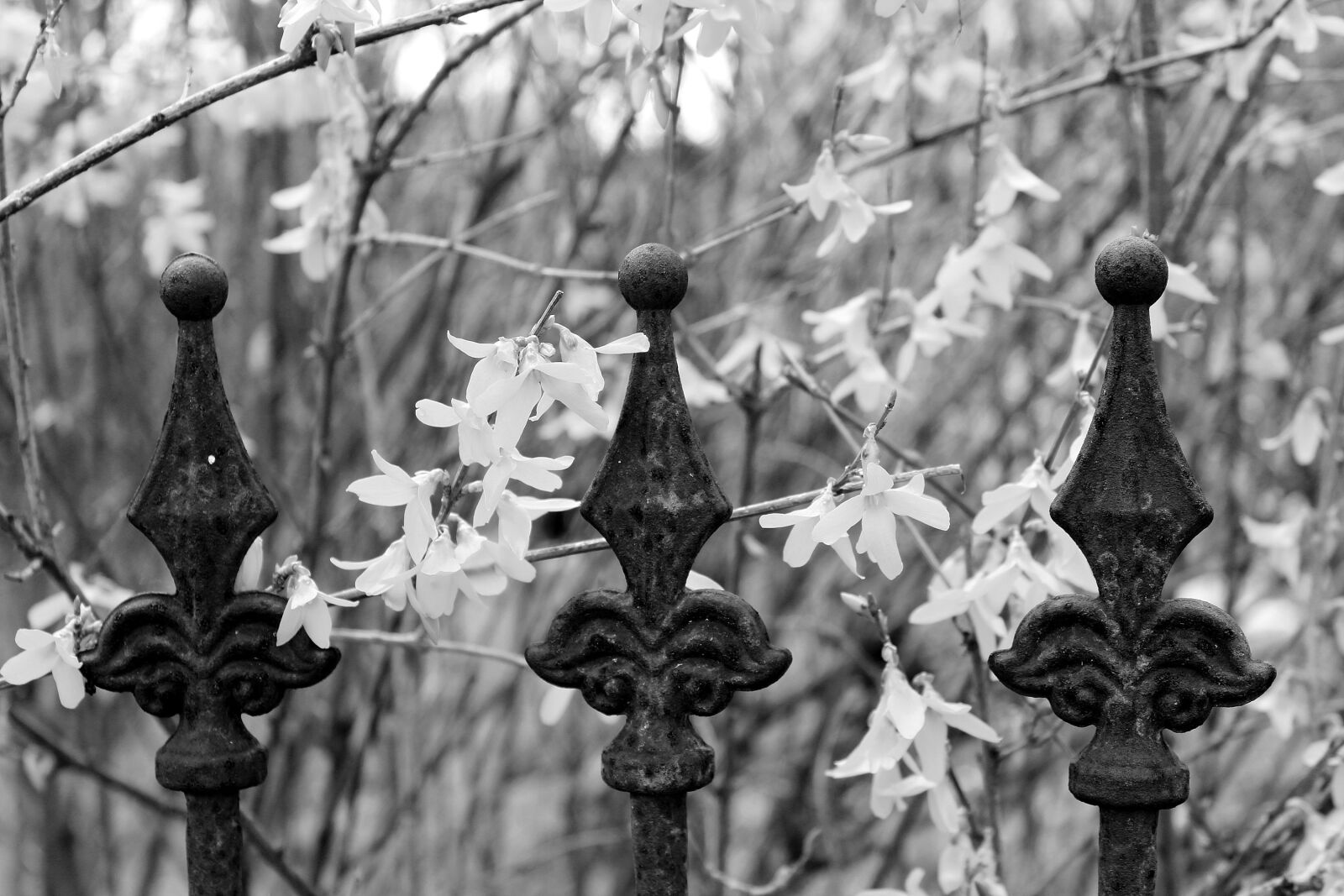Canon EOS 1200D (EOS Rebel T5 / EOS Kiss X70 / EOS Hi) sample photo. Fence, fence top, great photography
