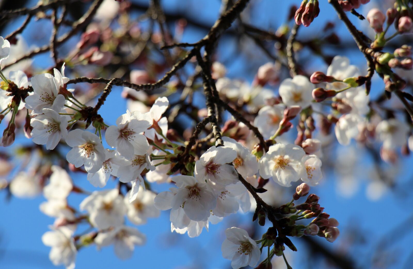 Canon EOS 700D (EOS Rebel T5i / EOS Kiss X7i) sample photo. Cherry blossom, flowers, spring photography