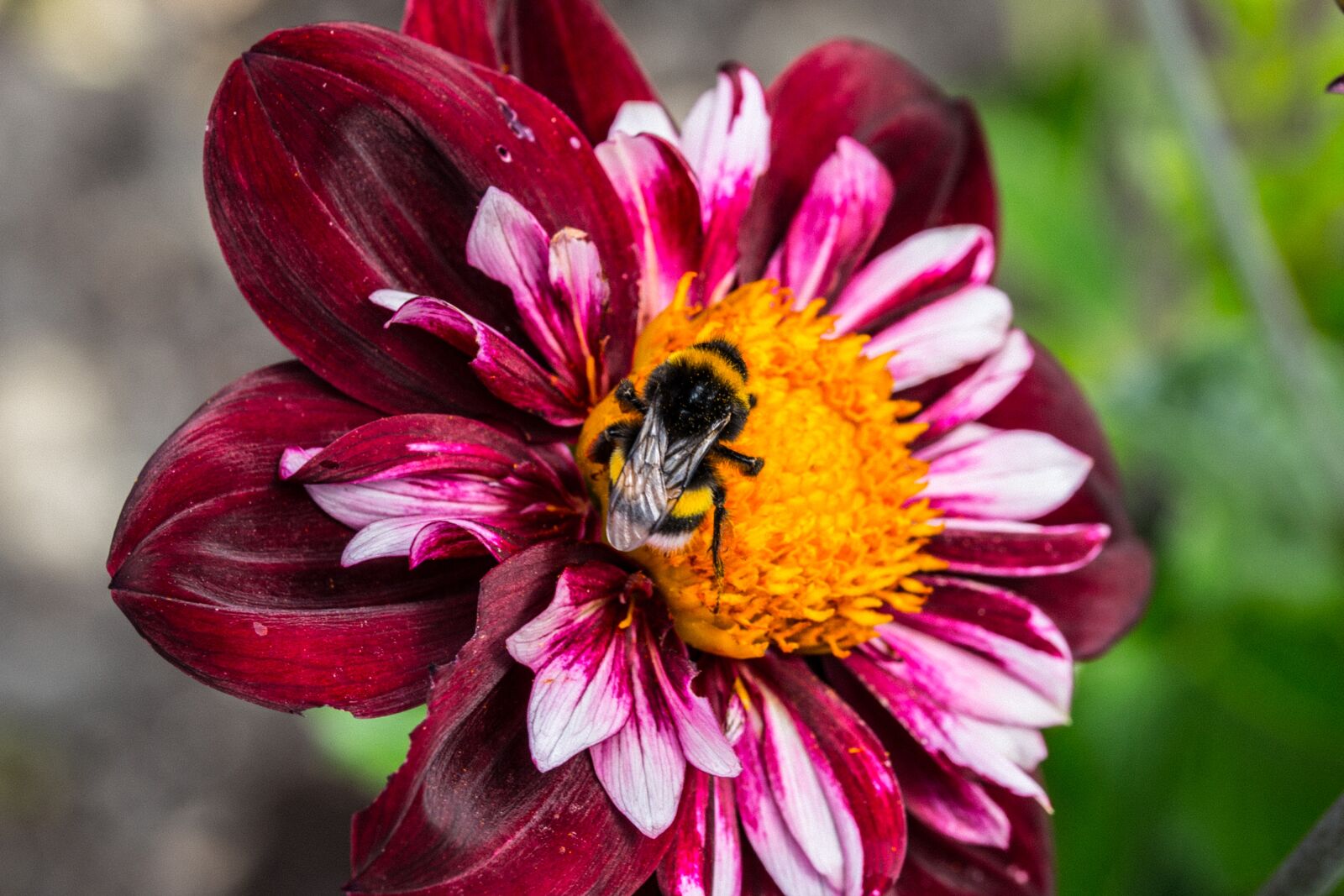 Canon EOS 70D sample photo. Dahlia hortensis, hummel, blossom photography