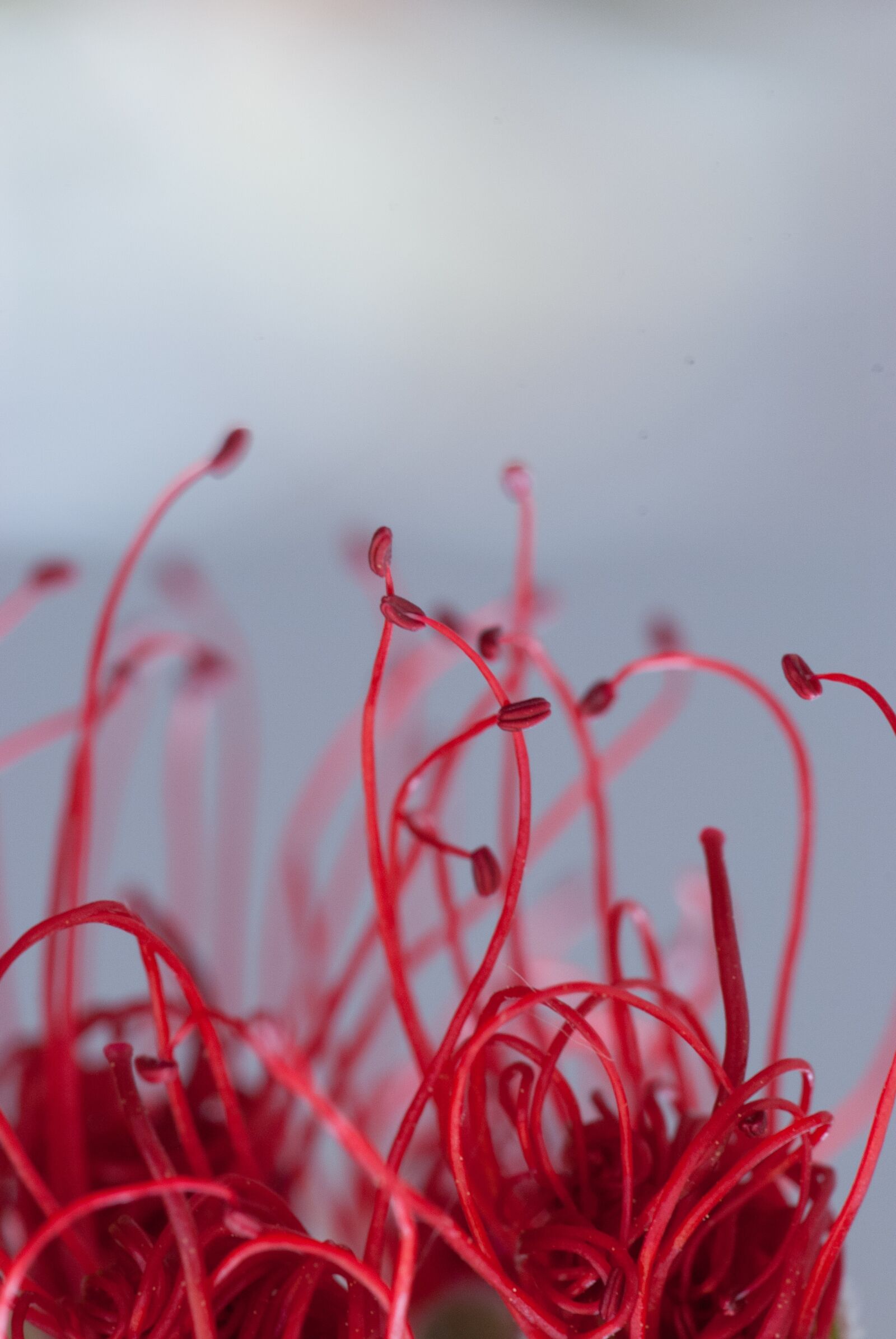 Nikon D60 sample photo. Nature, flower, macro photography