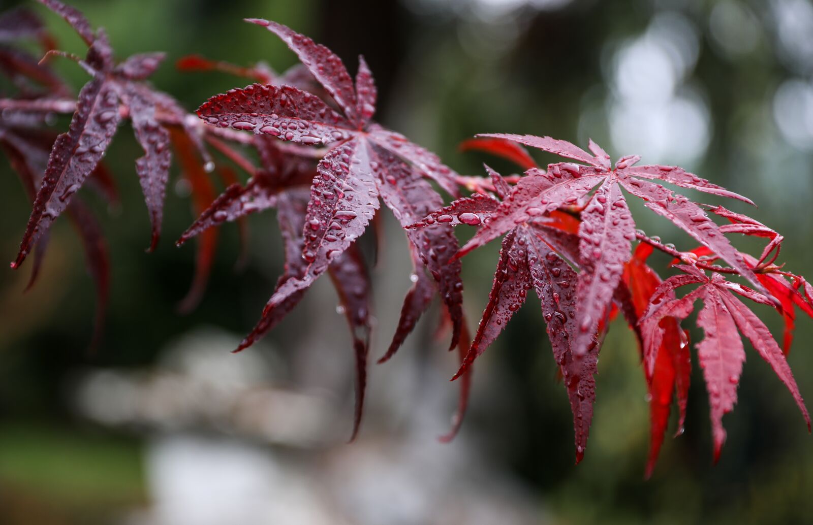 Canon EOS 5D Mark IV sample photo. Maple leaf, japan maple photography
