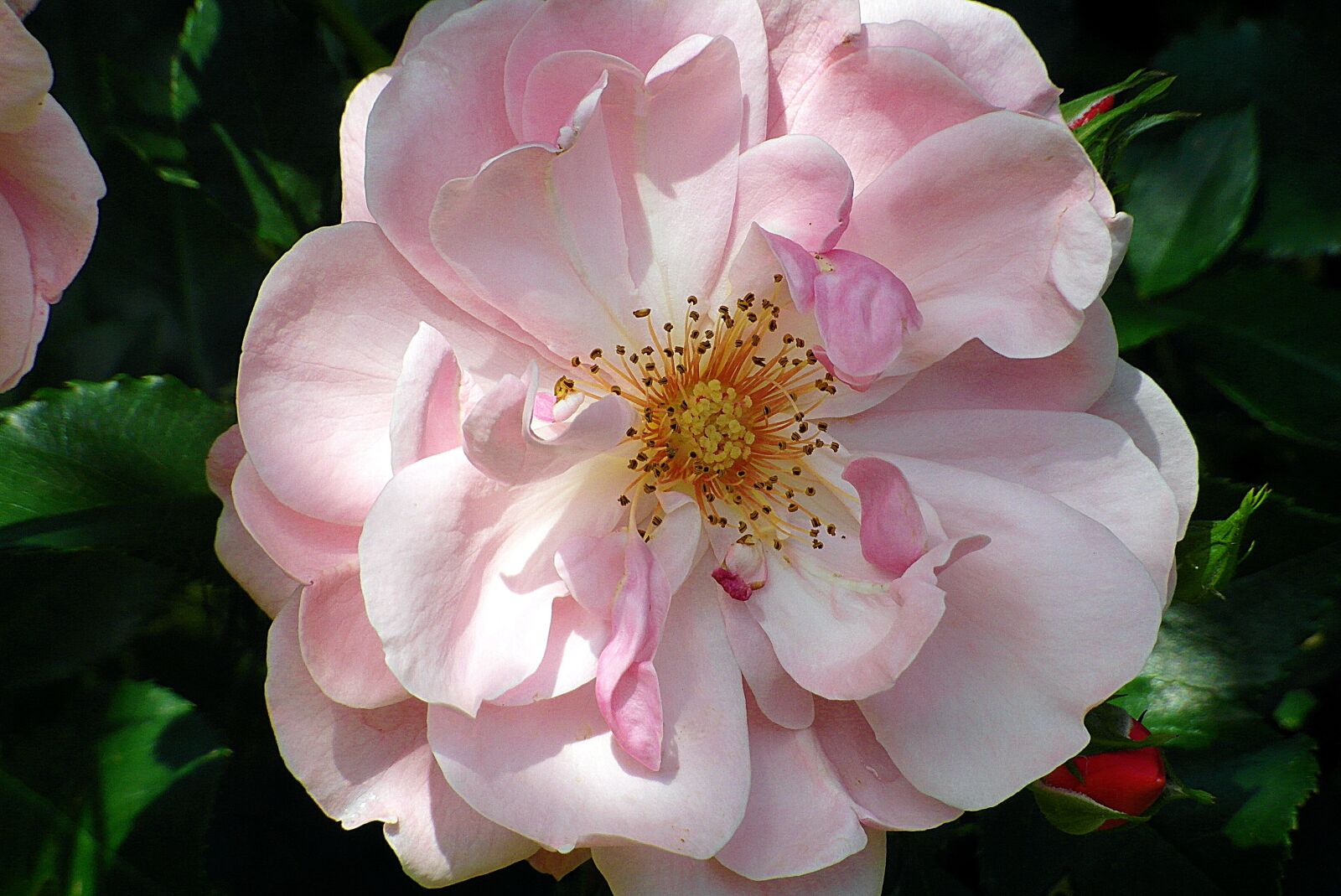 Samsung WB750 sample photo. Rose, flower, hot pink photography