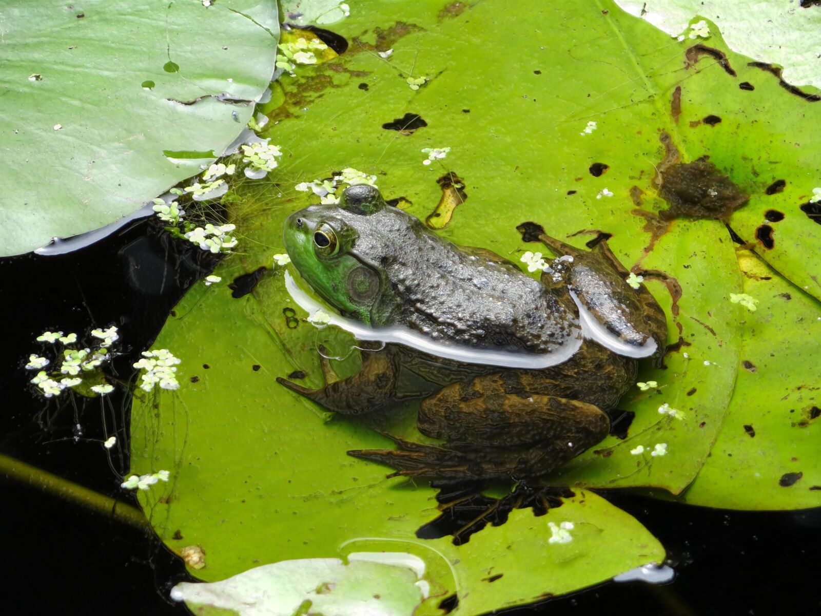 Sony DSC-HX200V sample photo. Frog, water, green photography
