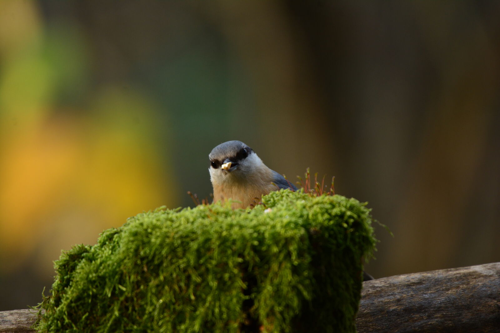 Nikon D7100 sample photo