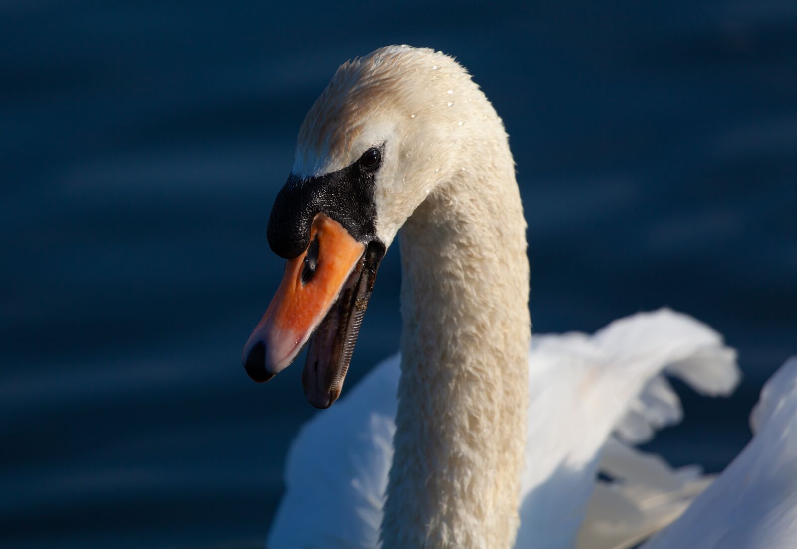 Canon EOS 5D Mark II sample photo. Swan, lake, river photography