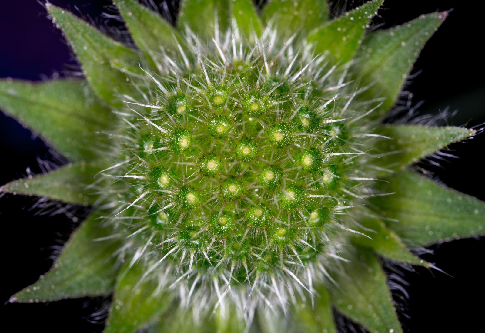 #124 65/2.8 sample photo. No one, nature, plant photography