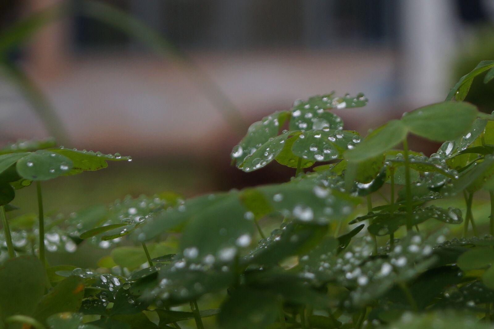 Sony DT 18-55mm F3.5-5.6 SAM II sample photo. Vegetation, moss, natur photography