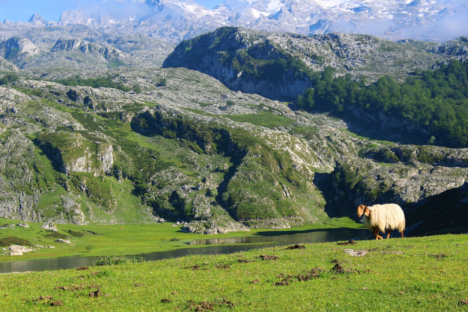 Canon EOS 1200D (EOS Rebel T5 / EOS Kiss X70 / EOS Hi) sample photo. Mountain, sheep, landscape photography