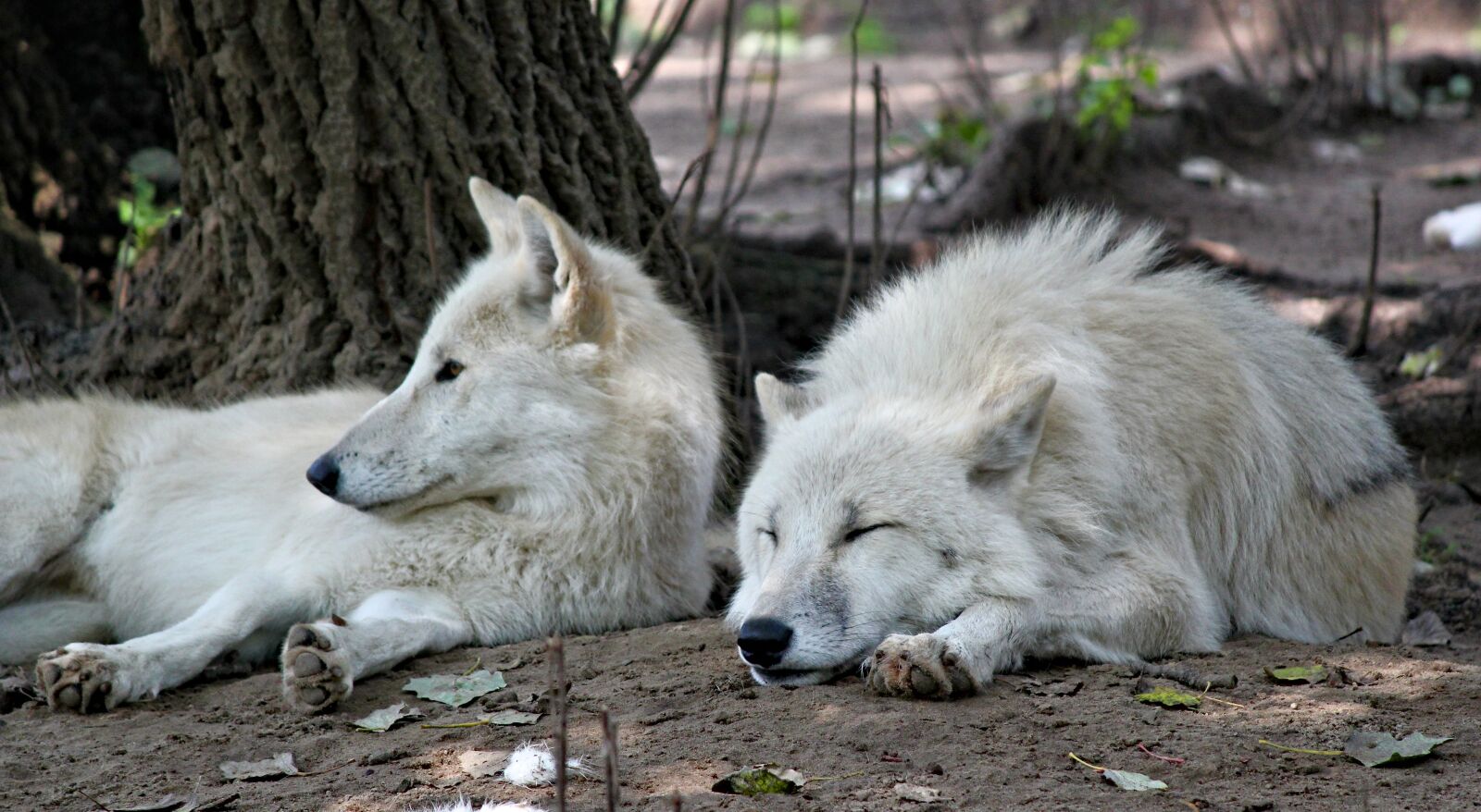 Canon EOS 550D (EOS Rebel T2i / EOS Kiss X4) sample photo. Wolves, arctic, whites photography