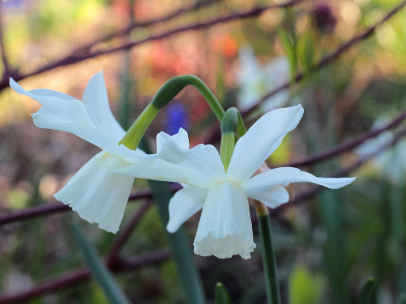 Canon EOS 600D (Rebel EOS T3i / EOS Kiss X5) + Canon EF 50mm F1.8 STM sample photo. Narcissus, white, flowers photography