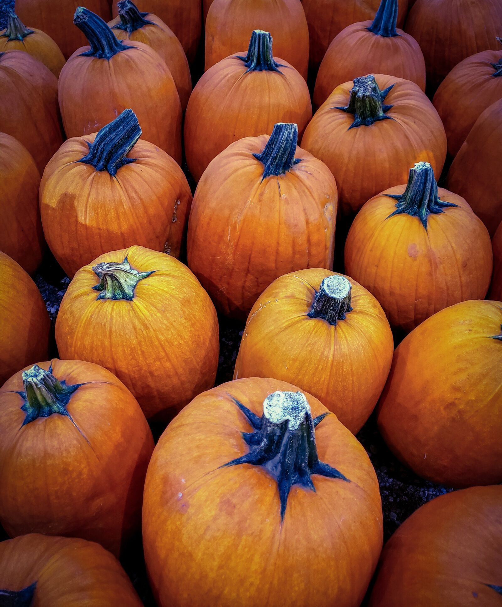 Samsung Galaxy Note9 sample photo. Pumpkins, harvest, autumn photography