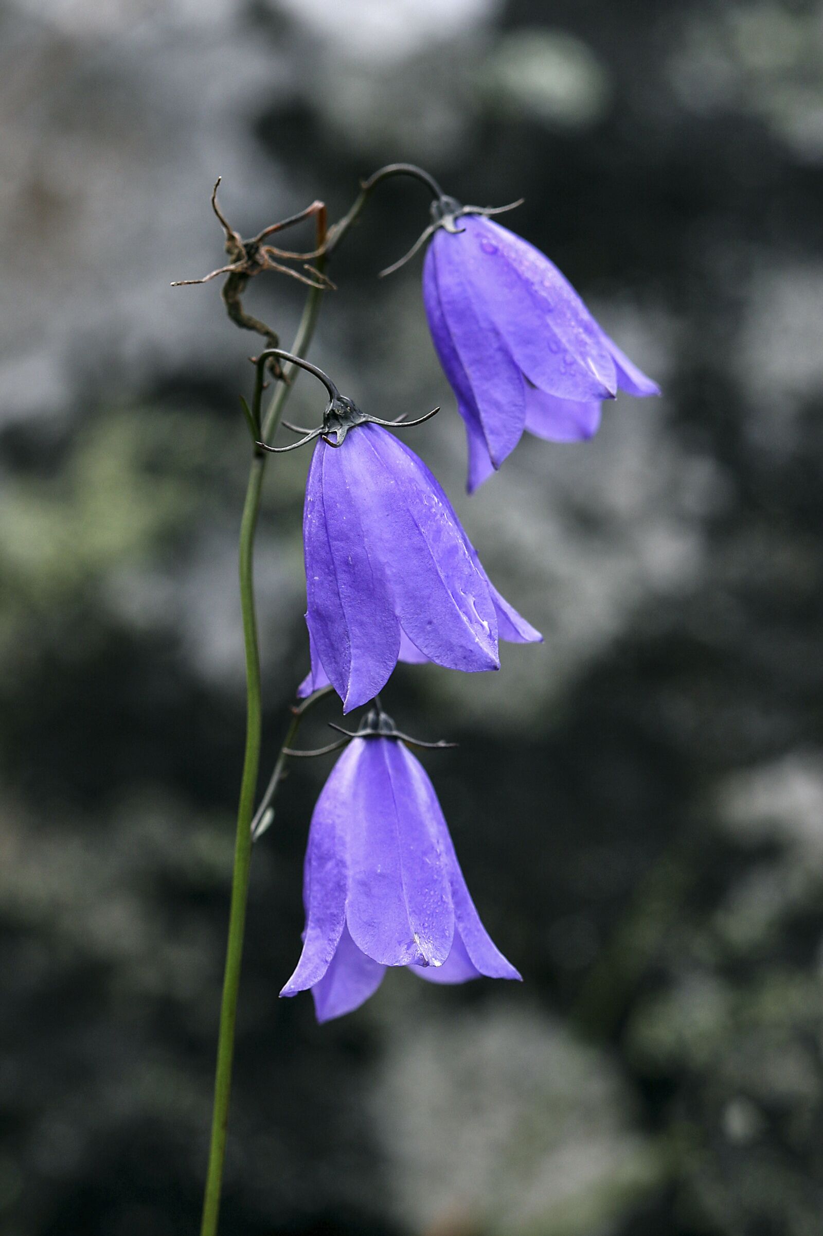 Canon EOS 20D sample photo. Flower, the nature of photography