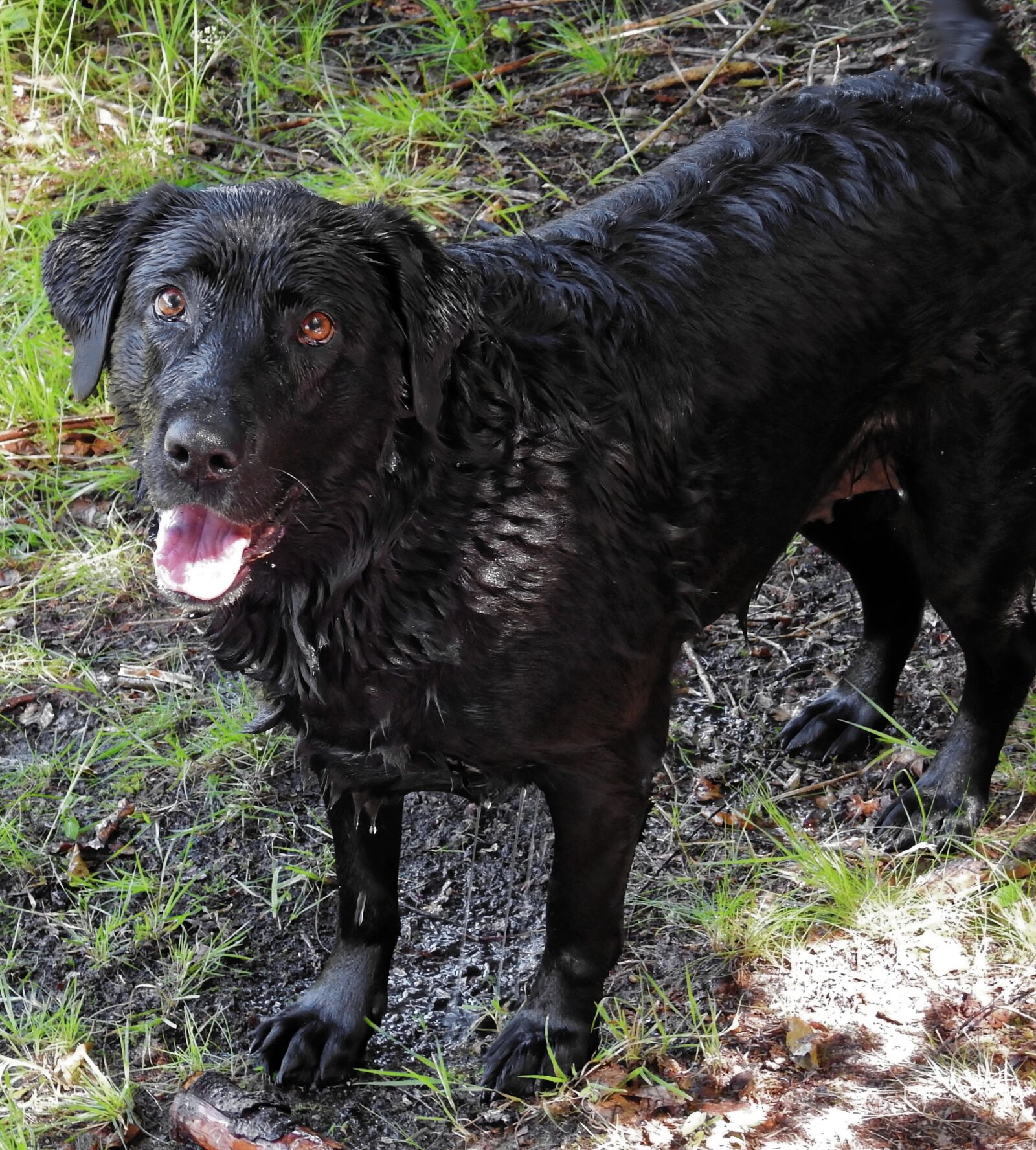 Nikon Coolpix P900 sample photo. Dog, labrador, pet photography