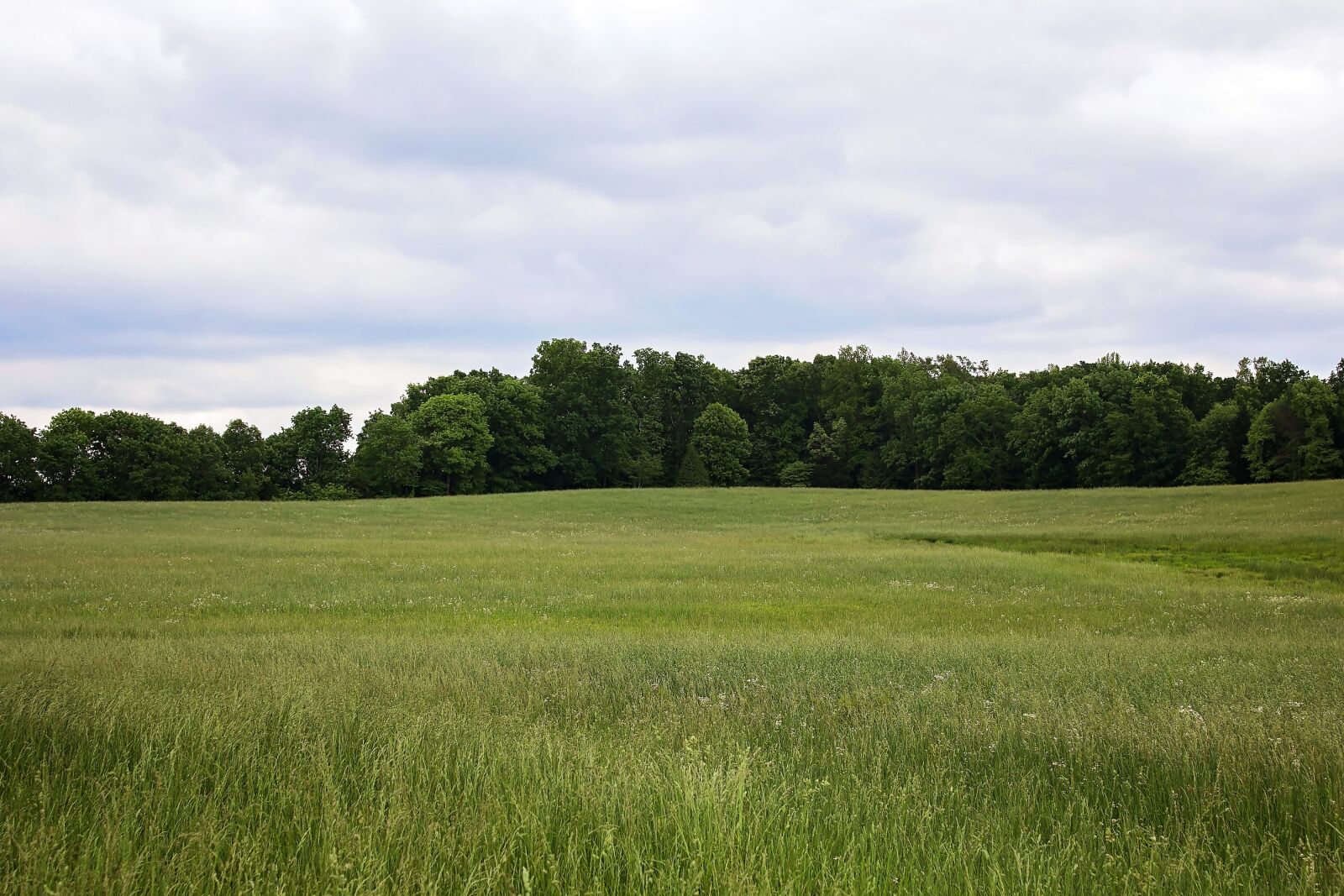 Canon EOS 1200D (EOS Rebel T5 / EOS Kiss X70 / EOS Hi) sample photo. Field, grass, nature photography
