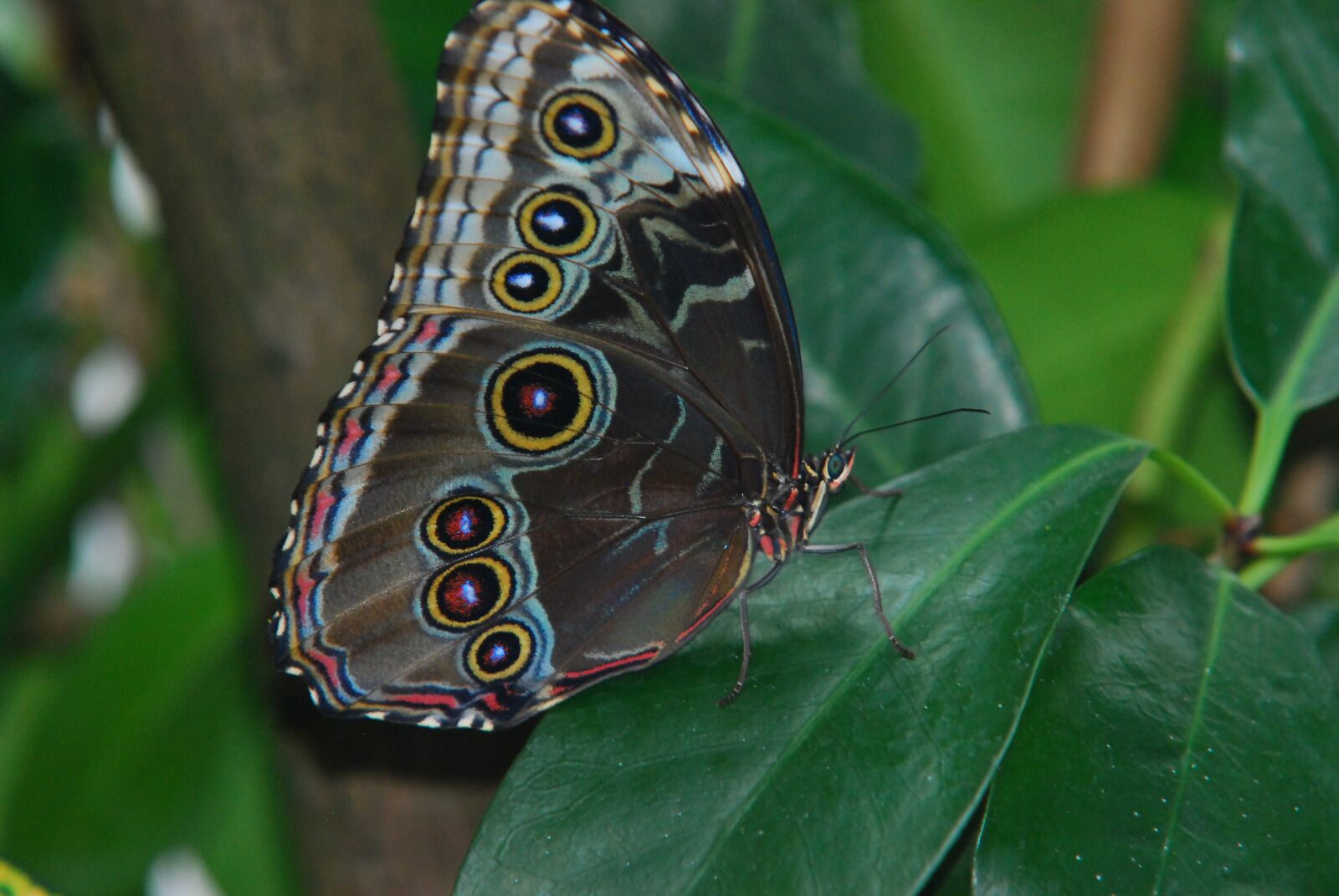Nikon D80 sample photo. Butterfly, sky butterfly, blue photography
