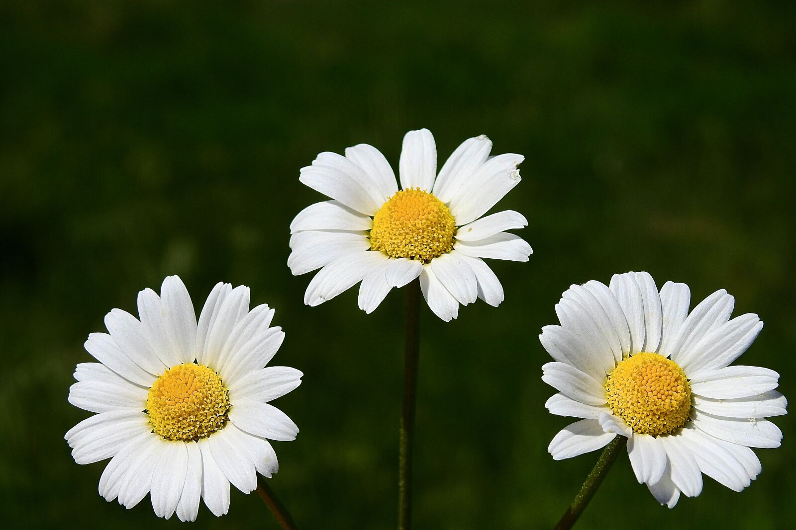 Nikon Coolpix P900 sample photo. Wildflowers, meadow, nature photography