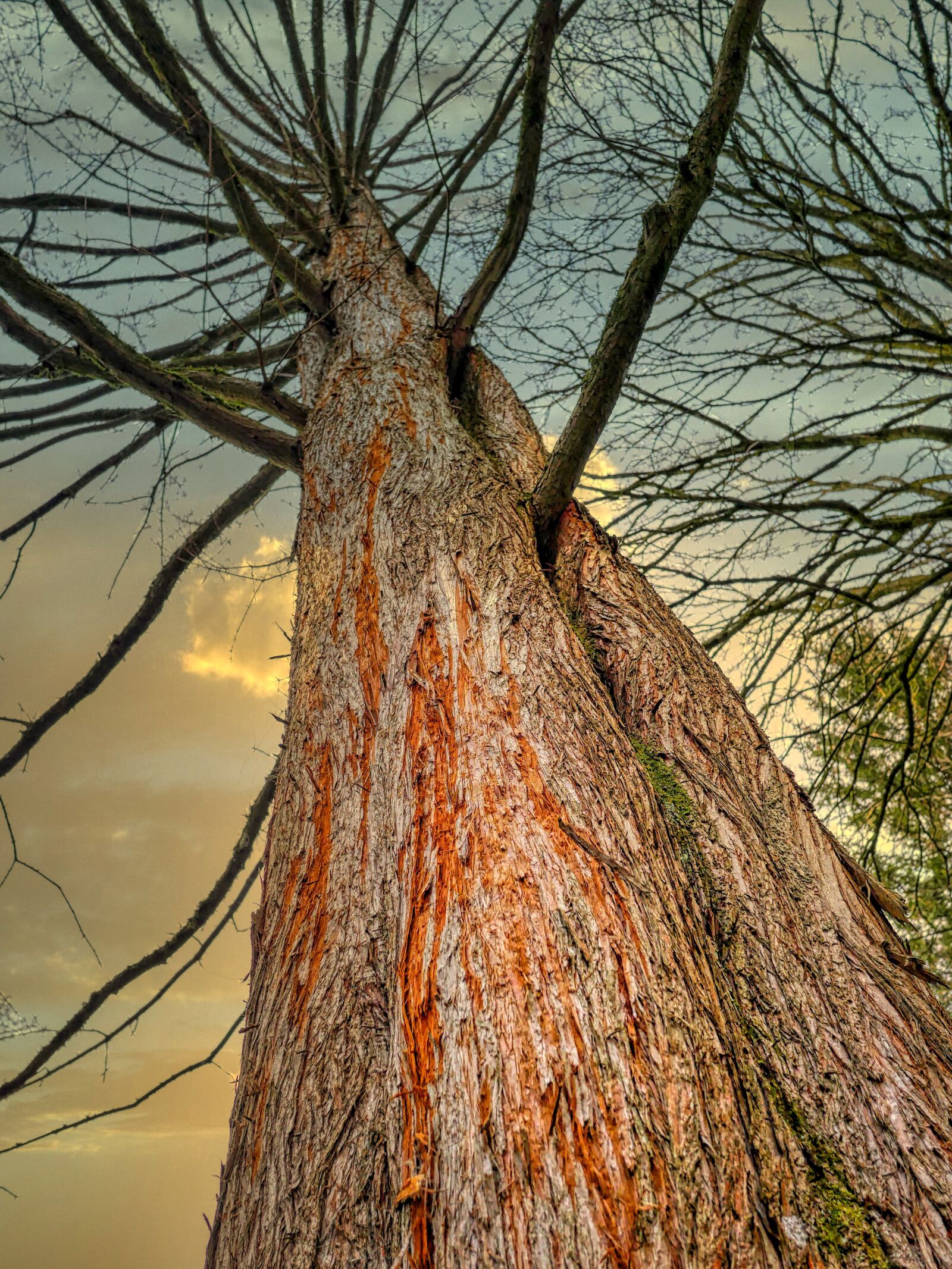 Panasonic Lumix DMC-GX8 sample photo. Tree, bark, sky photography