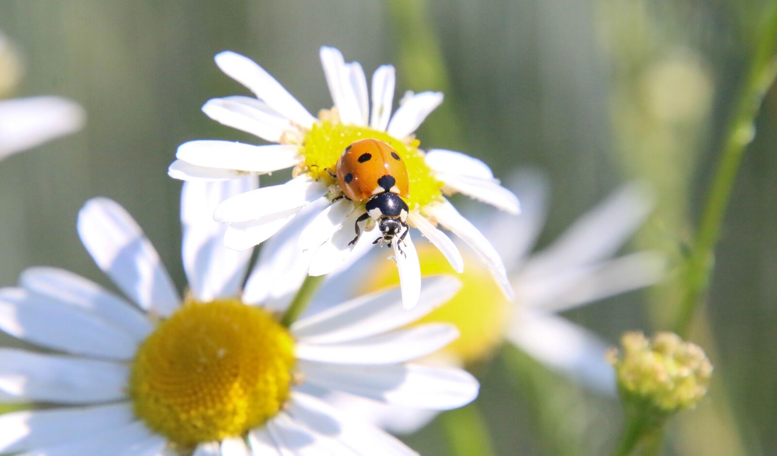 Canon EOS 70D + Tamron 16-300mm F3.5-6.3 Di II VC PZD Macro sample photo. Ladybug, marguerite, daisy photography