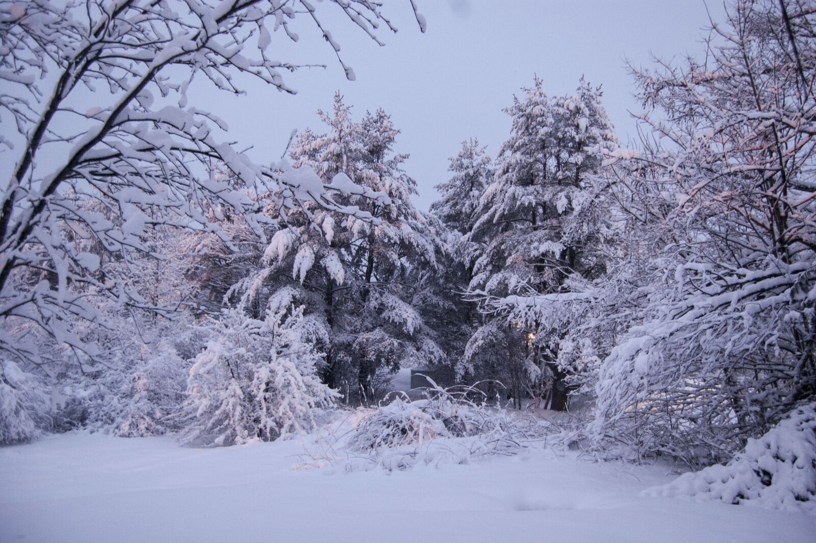 Nikon D40 sample photo. Winter, snow, frost photography