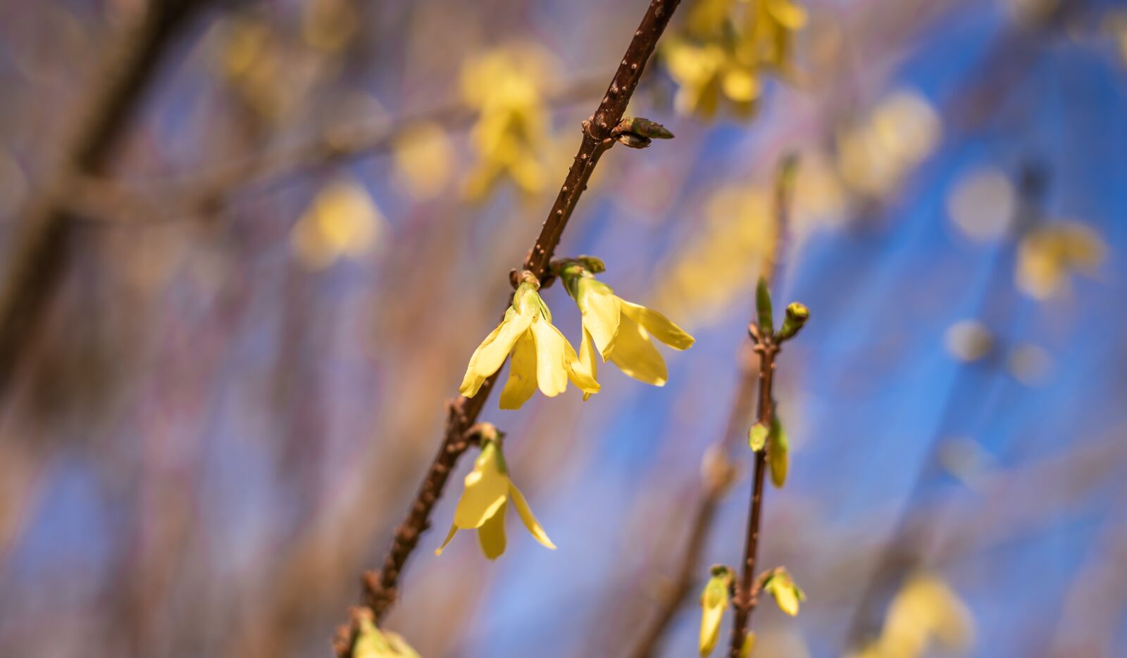 Nikon D750 sample photo. Forsythia, blossom, easter photography