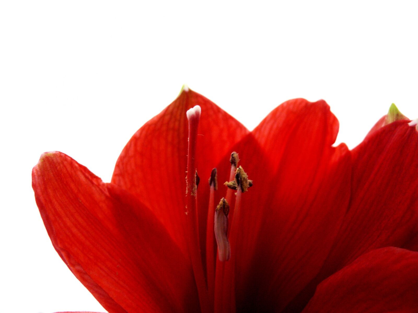 Leica V-LUX 1 sample photo. Amarillis, amarillisblüte, amaryllis photography