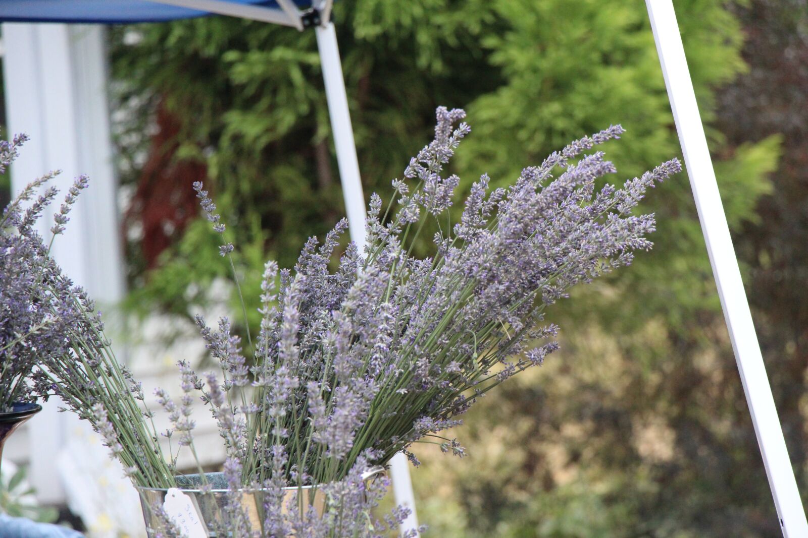 Canon EOS 700D (EOS Rebel T5i / EOS Kiss X7i) + Canon EF-S 18-135mm F3.5-5.6 IS STM sample photo. Lavender, country, table photography