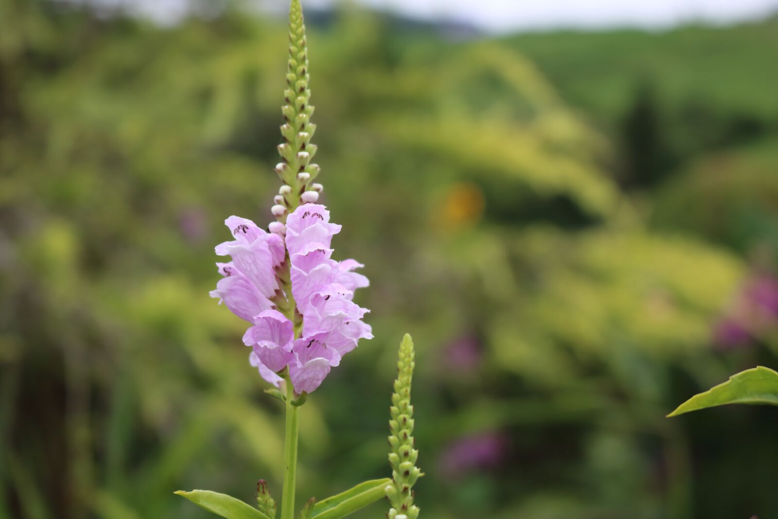 Canon EOS 750D (EOS Rebel T6i / EOS Kiss X8i) sample photo. Comanche, azores, s o photography