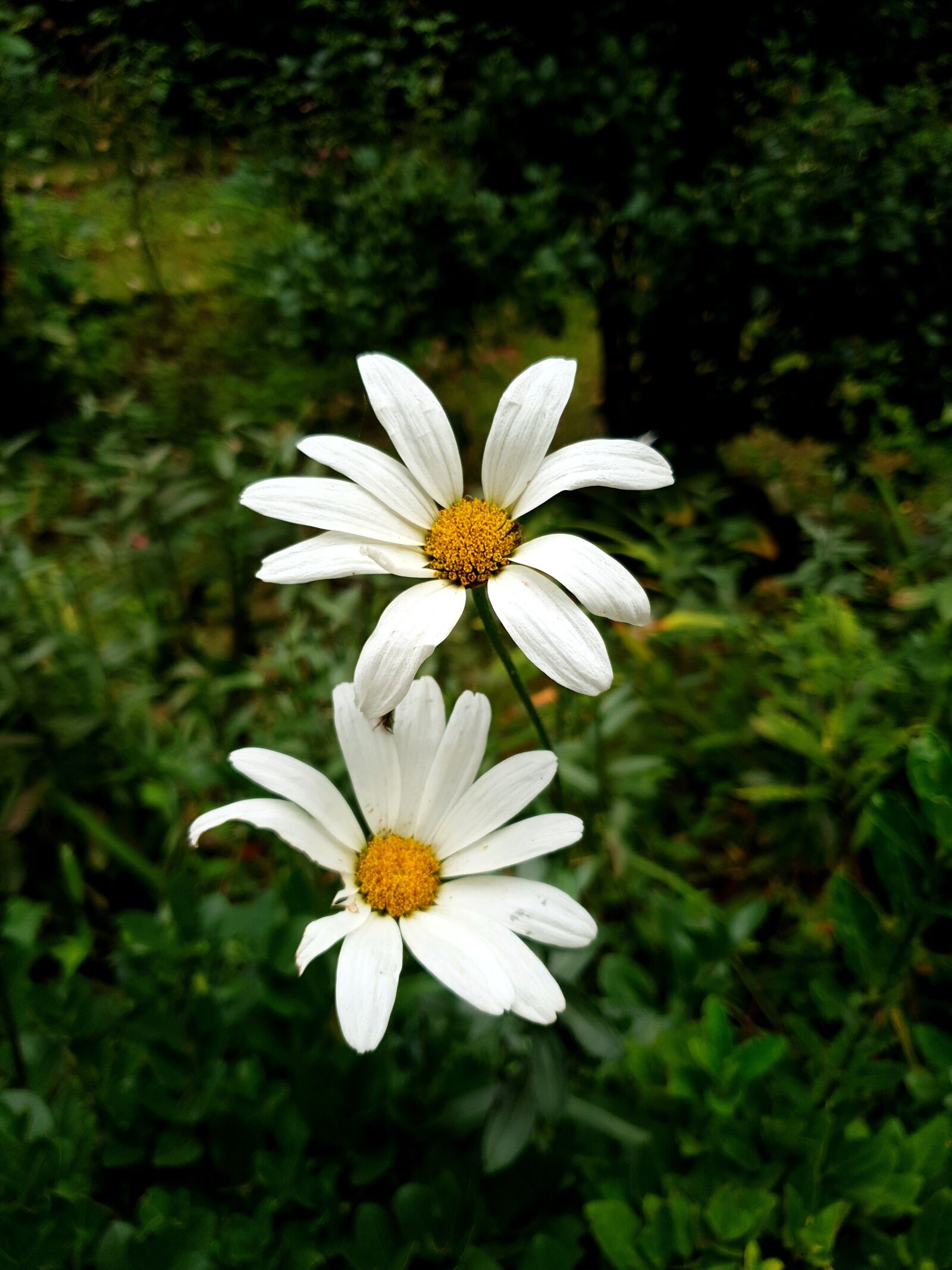 Samsung Galaxy S9+ sample photo. White flower, beautiful flower photography