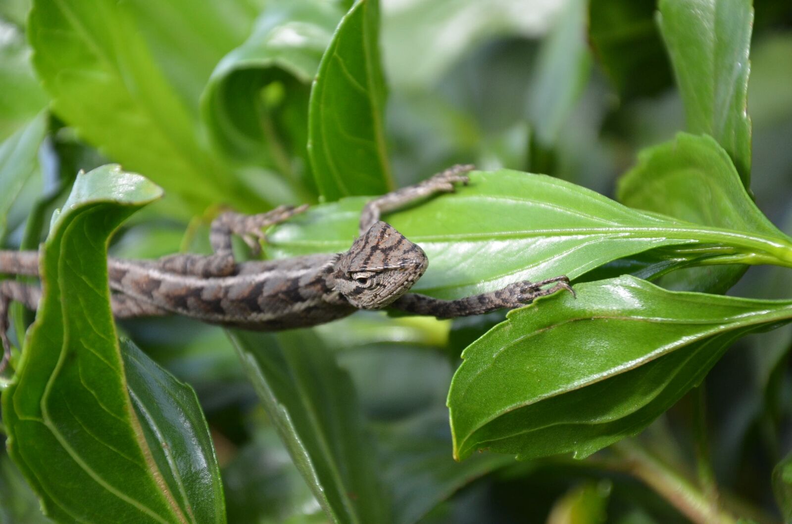 Nikon D7000 sample photo. Snake, nature, reptile photography