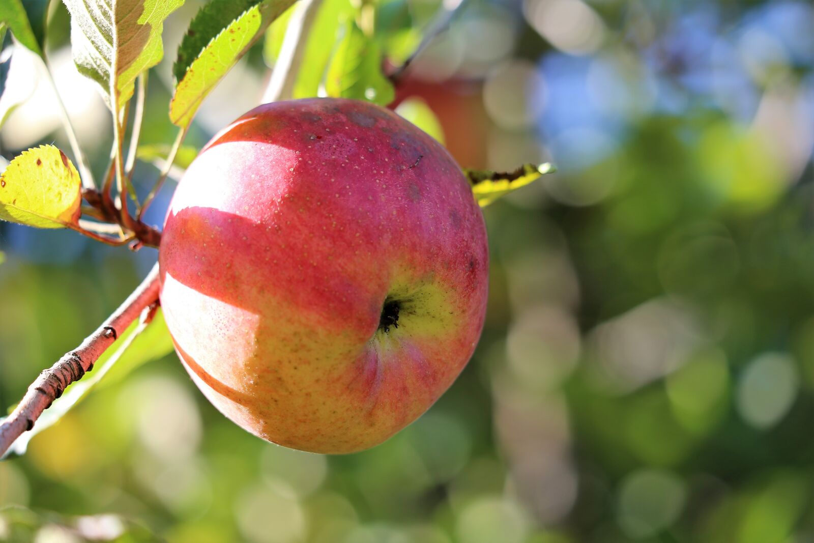 Canon EF 70-300 F4-5.6 IS II USM sample photo. Apple, red, green photography