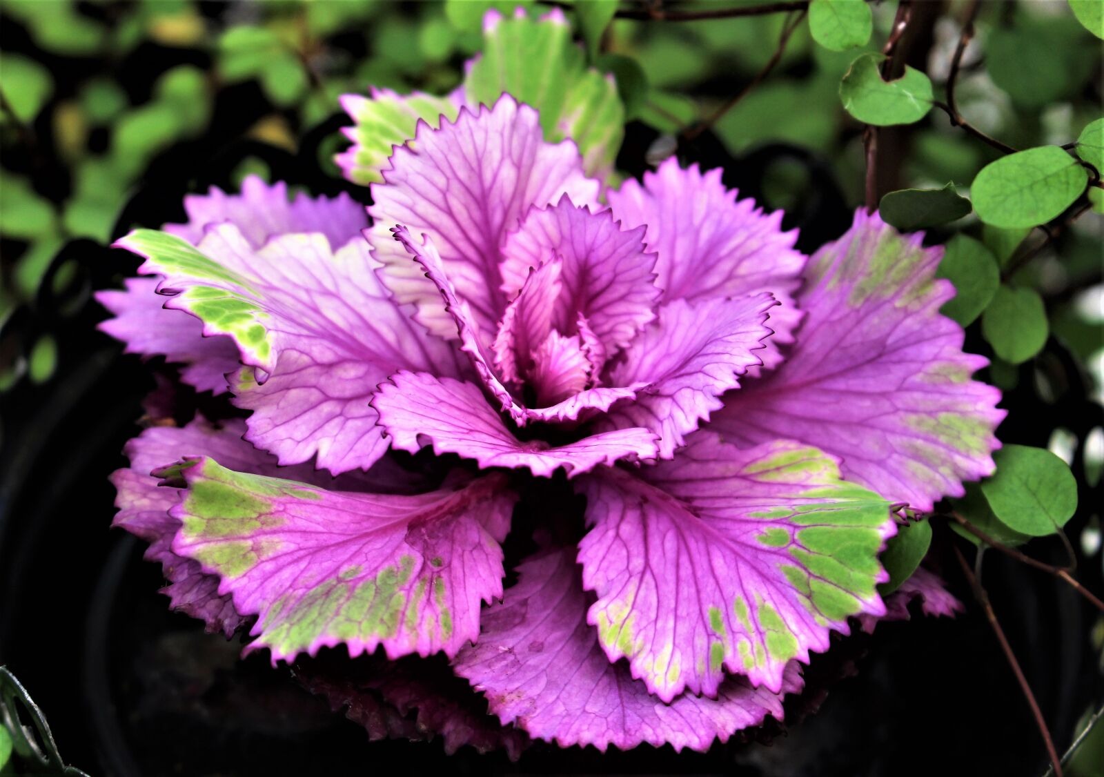 Canon EOS 700D (EOS Rebel T5i / EOS Kiss X7i) sample photo. Autumn, flower, cabbage photography