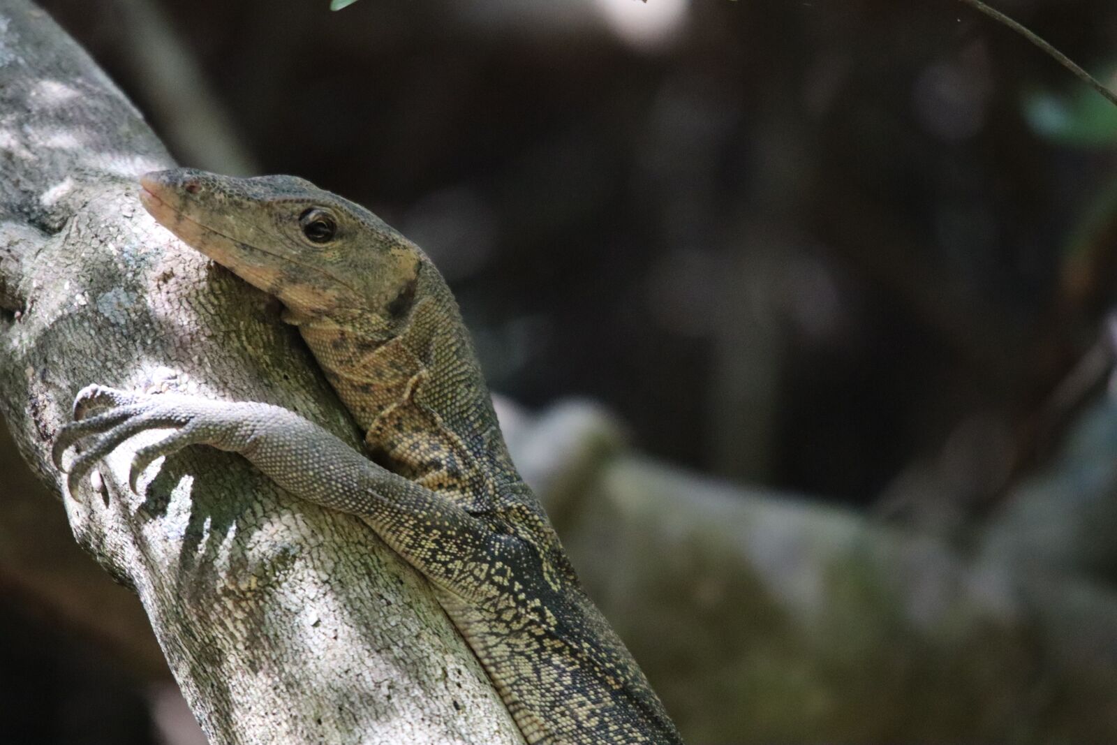 Canon EOS M50 (EOS Kiss M) sample photo. Monitor, lizard, reptile photography