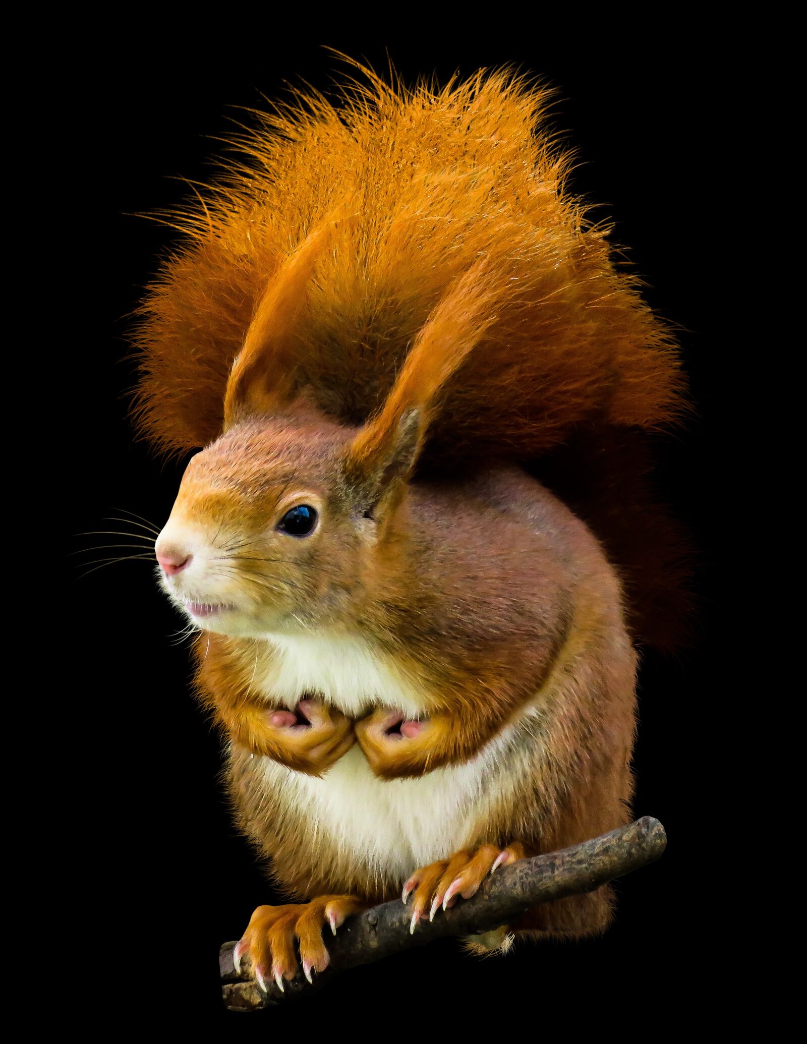 Canon PowerShot SX710 HS sample photo. Animal, squirrel, possierlich photography