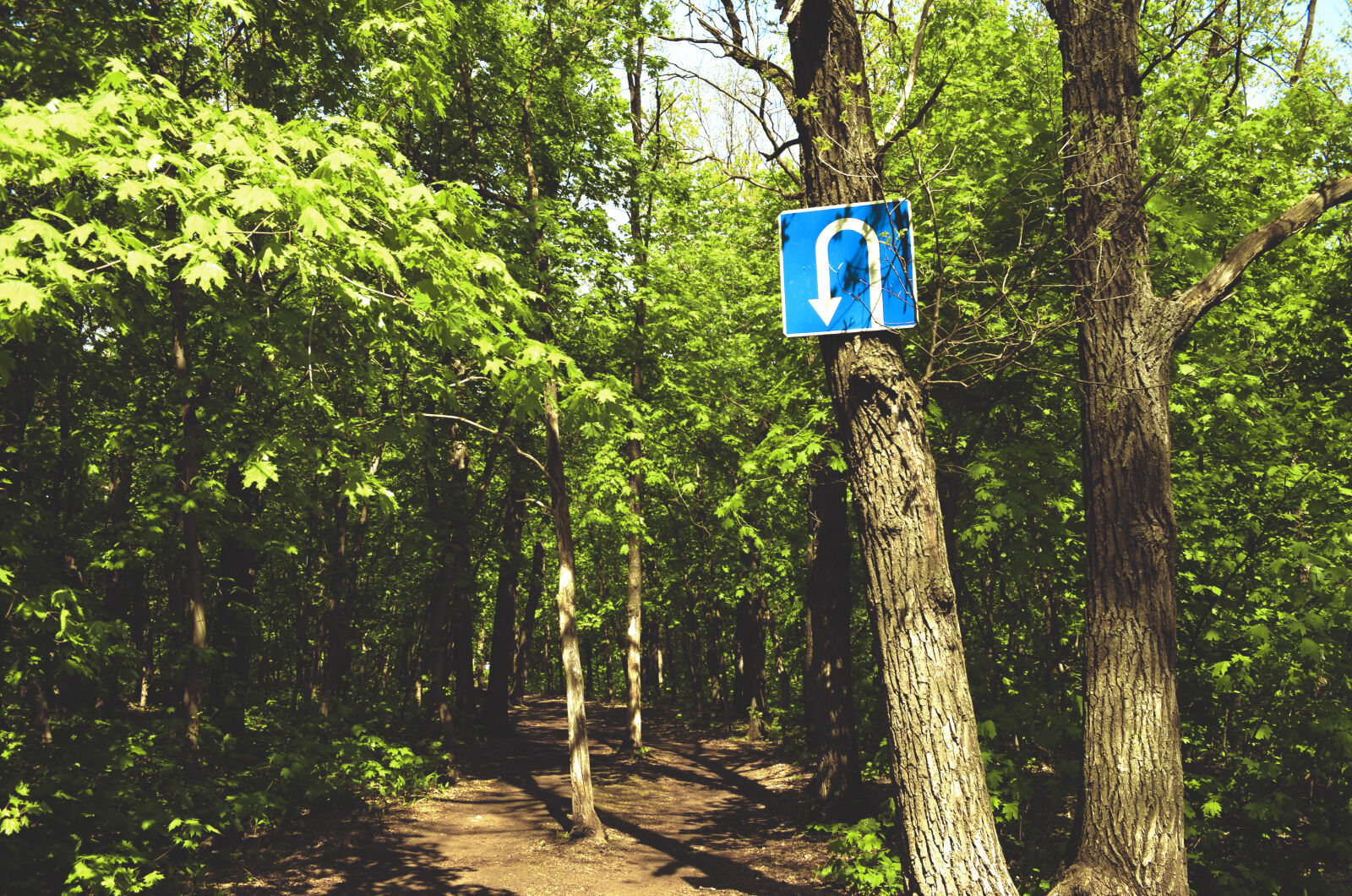 Nikon D5100 sample photo. Forest, path, reversal, sign photography