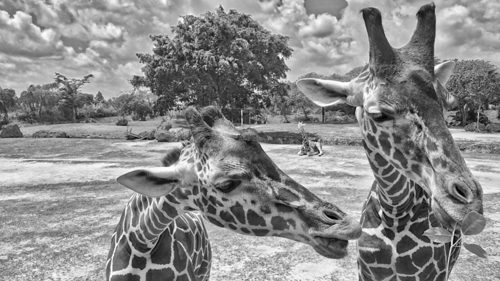 Sony Xperia Z2 sample photo. Animals, zoo, giraffe photography
