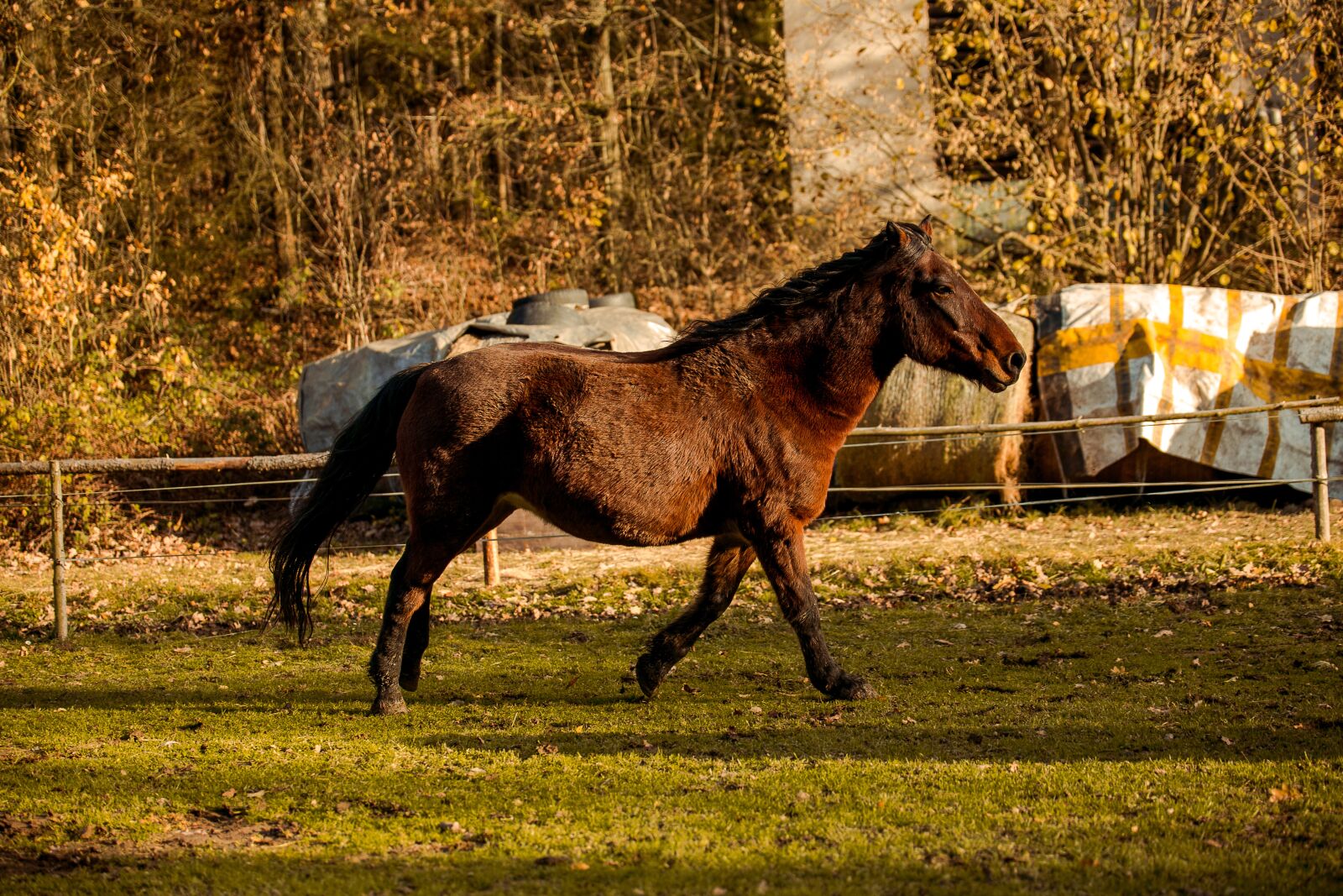 Canon EOS 6D sample photo. Horse, hucul, animal photography