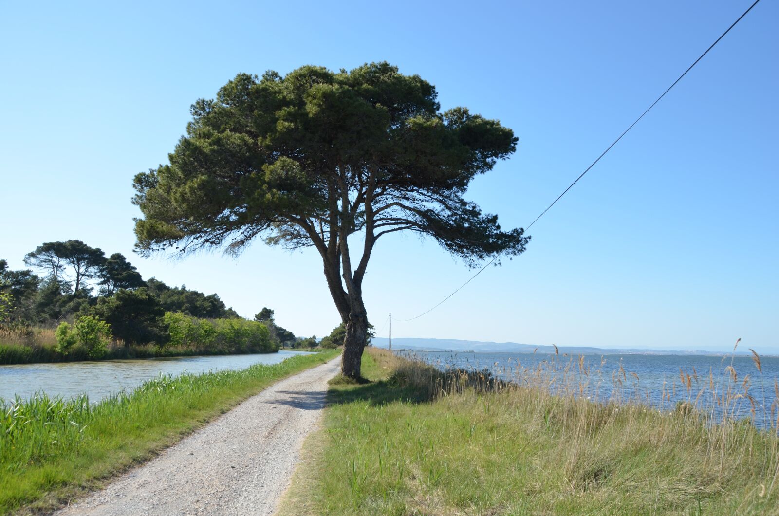 Nikon D5100 sample photo. Tree, away, lake photography