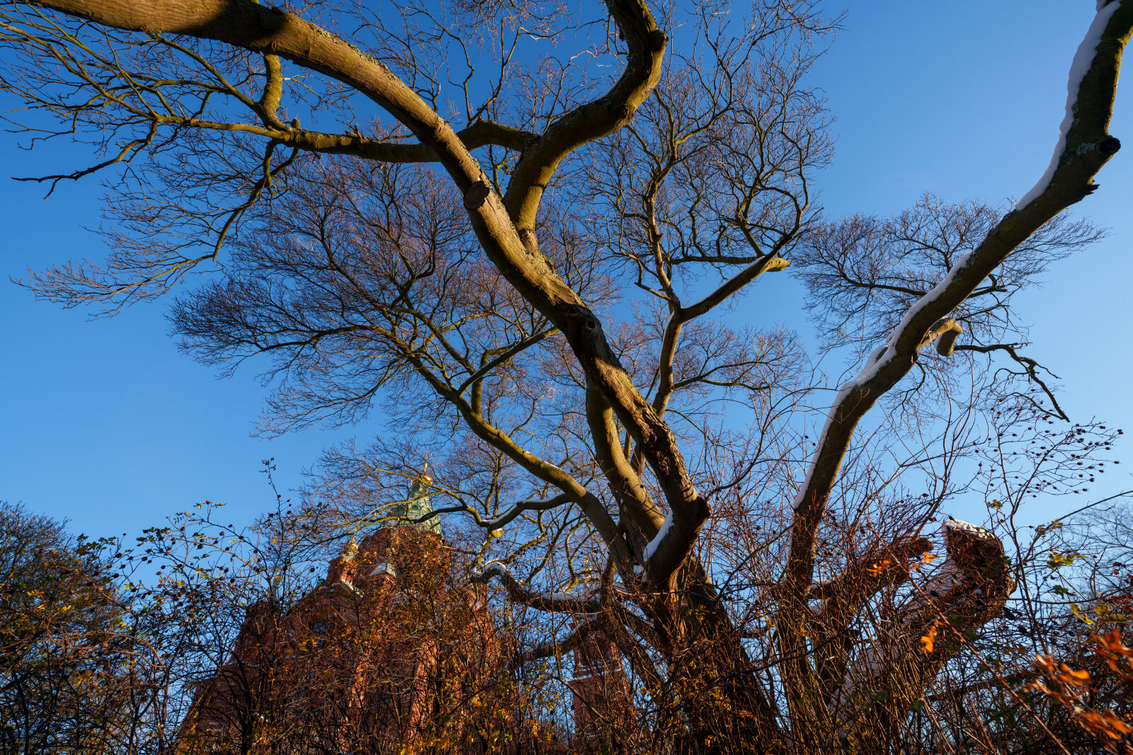 Sigma 14mm F1.4 DG DN sample photo. Tree of reach photography