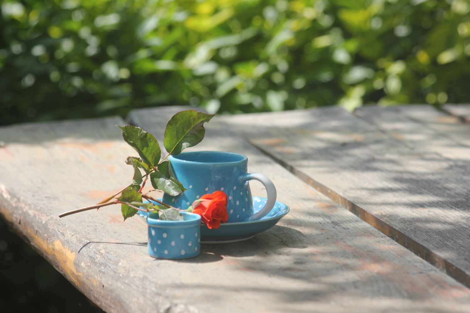 Canon EOS 550D (EOS Rebel T2i / EOS Kiss X4) sample photo. Potty, ceramics, a cup photography