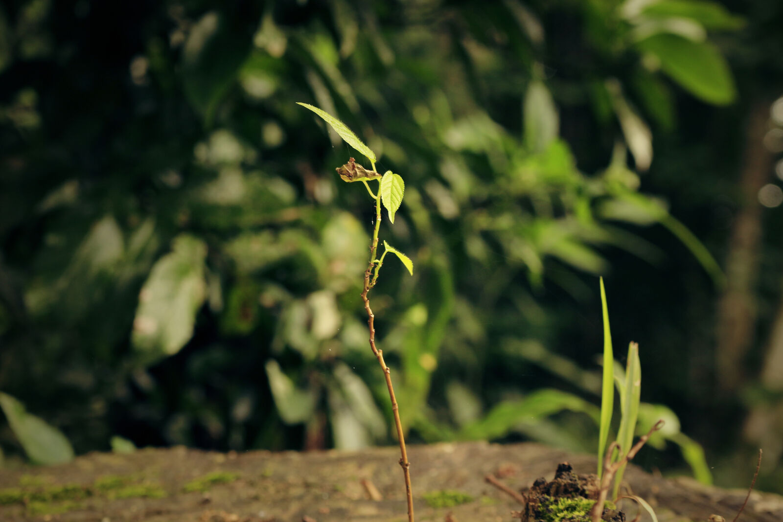 Canon EOS 100D (EOS Rebel SL1 / EOS Kiss X7) sample photo. Close, up, of, insect photography