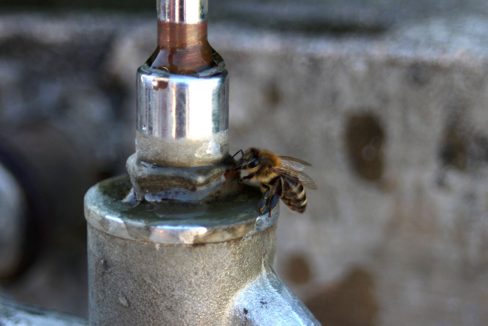 Canon EF 28-80mm f/3.5-5.6 sample photo. Bee, honeybee, water photography