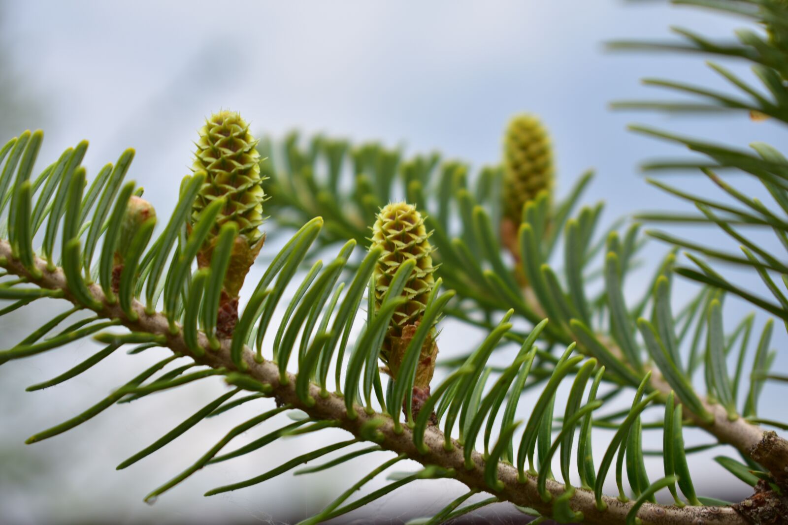 Nikon D3400 sample photo. Nature, forest, spring photography