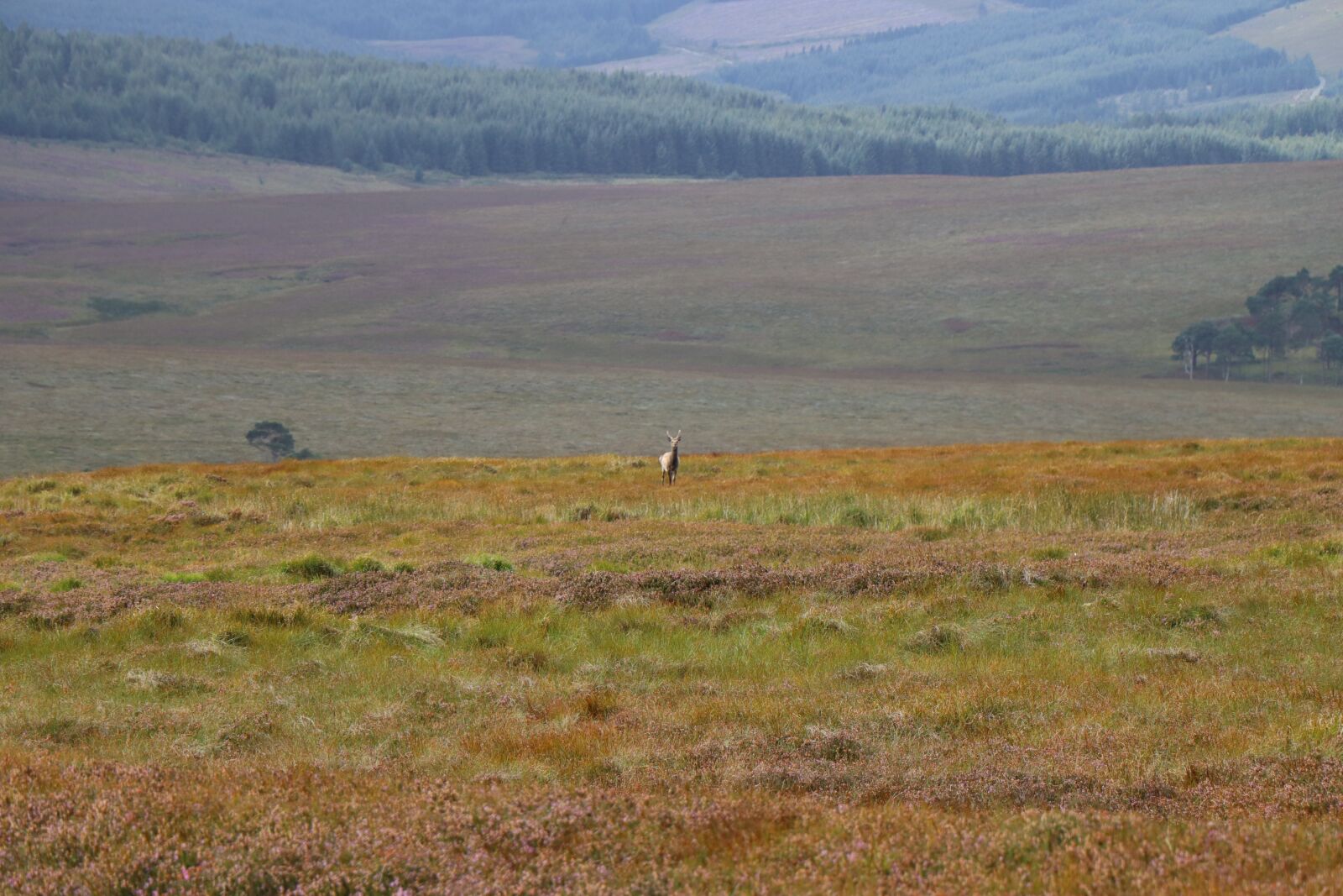 Canon EOS 250D (EOS Rebel SL3 / EOS Kiss X10 / EOS 200D II) sample photo. Landscape, meadow, deer photography