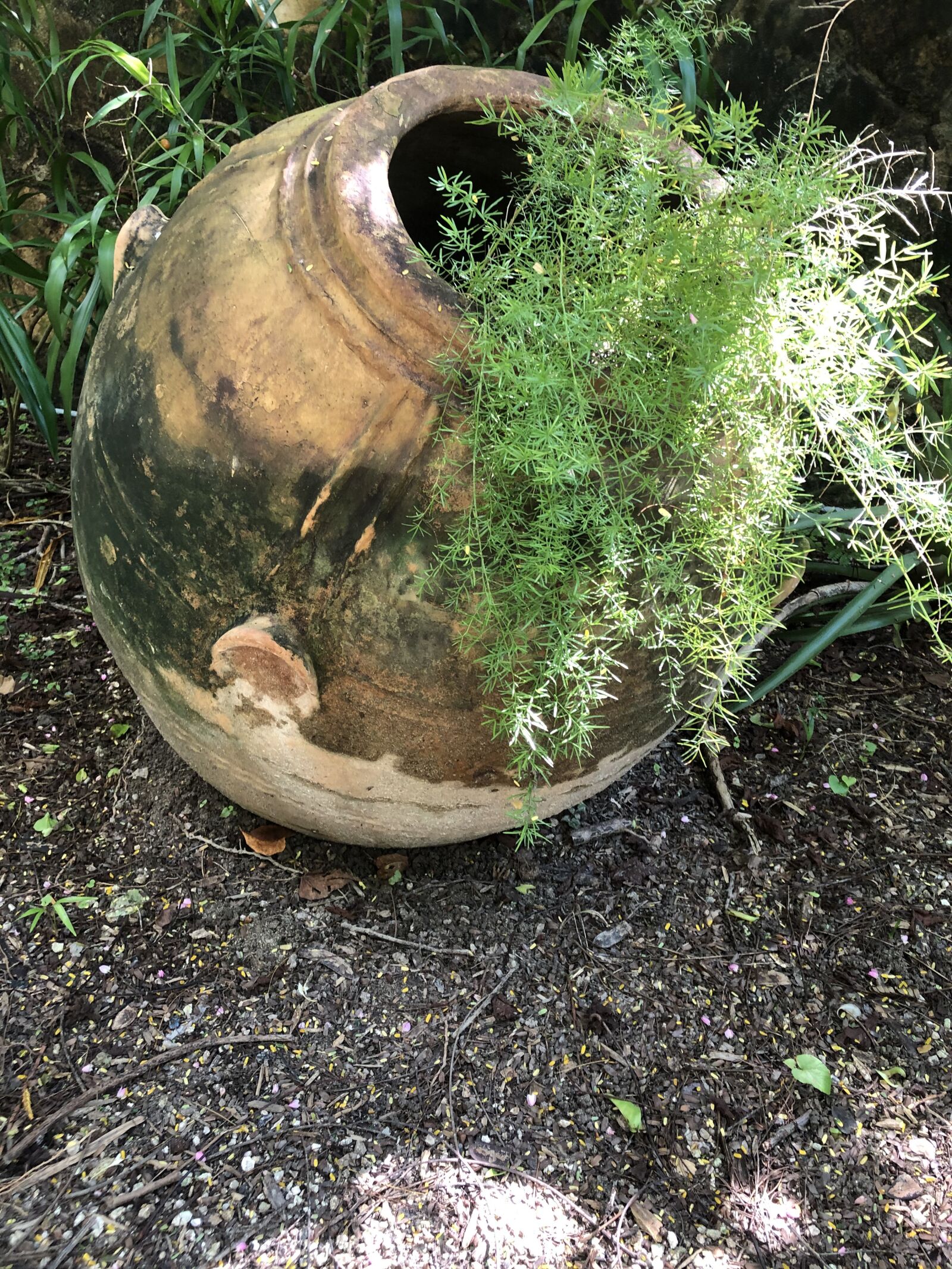 iPhone 8 Plus back dual camera 3.99mm f/1.8 sample photo. Pot, plant, green photography